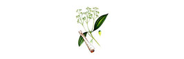 Huile essentielle de Cannelle, Cinnamomum zeylanicum
