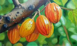 MAZORCAS DE CACAO AMARILLAS