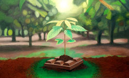 BROTE DE CACAO