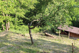 Patenschaft für einen alten Streuobstbaum