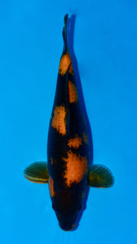 ki Utsuri