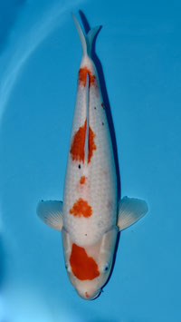 Kohaku