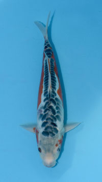 Aragoké Shusui