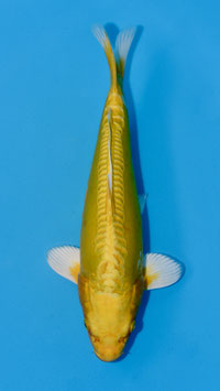 Doïtsu Yamabuki