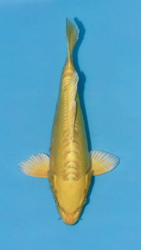 Yamabuki