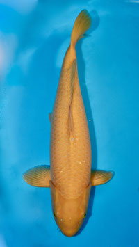 Karashigoï