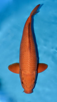Red Karashigoï