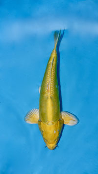 Doïtsu Yamabuki