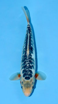 Aragoké Shusui