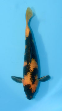 Ki Utsuri