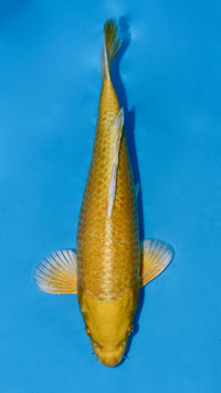 Yamabuki