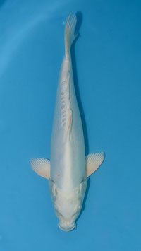 Doïtsu Platinium