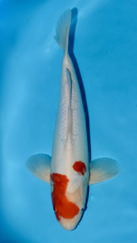 Kohaku