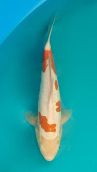 Doïtsu Kohaku