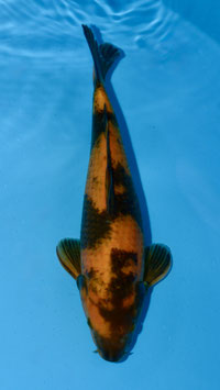Ki Utsuri