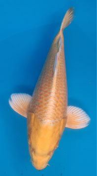 Yamabuki