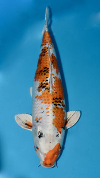 Sanké
