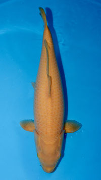 Karashigoï
