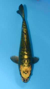 Kin Kyriu