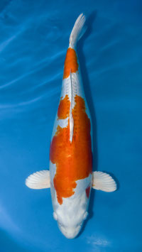Kikushui