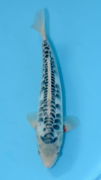 Aragoké Shusui