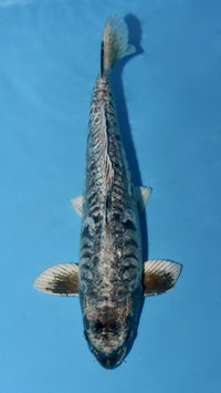 Kikokuryu Aragoké