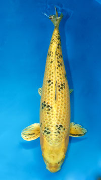 Ki Utsuri