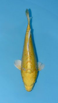 Yamabuki