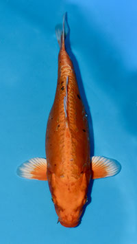 Doïtsu Orenji