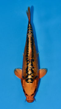 Mizuho