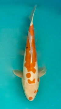 Doïstu Kohaku