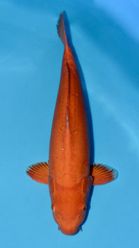 Doïtsu Red Karashigoï