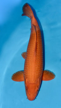 Red Karashigoï