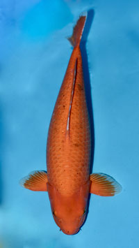Red Karashigoï