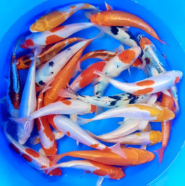 Jumbo Koi mix (nées en mai 2025)