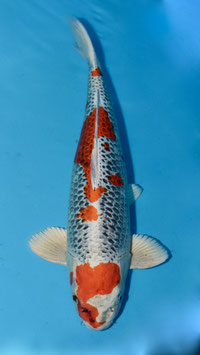 Kujaku