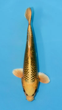 Matsuba