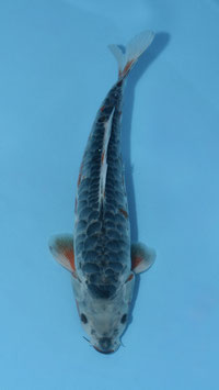 Aragoké Shusui