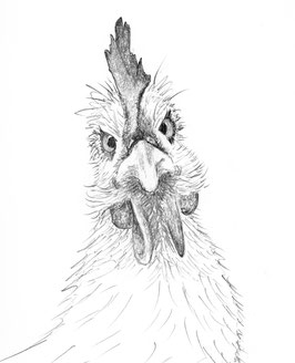 Klappkarte Ostern Huhn, Zeichnung von Anne Rochlitz