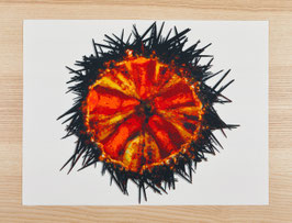 SET OURSIN ORANGE / réf 0016