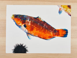 SET POISSON ORANGE / réf 0004