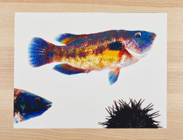 SET POISSON BLEU JAUNE OURSIN / réf 0012