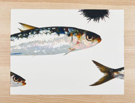 SET SARDINE OURSIN / ref 0001