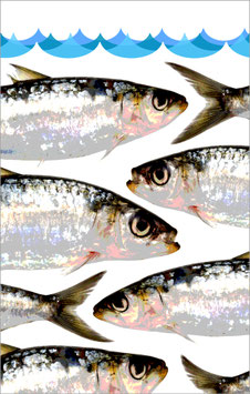 TORCHON SARDINES