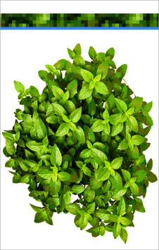 TORCHON BASILIC