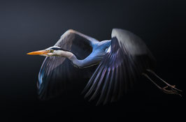 Poster "Graureiher im Flug"