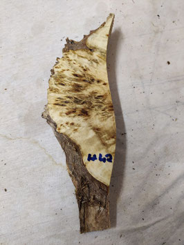 Pappel Maser Mapa 29 x 8 - 1 x 4,5 cm Epoxid Holz H 42