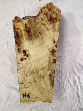 Pappel Maser 38 x 19 - 10 x 8 cm Drechselholz H 6