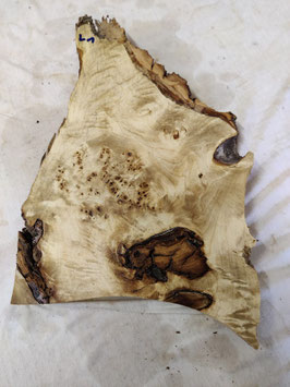 Pappel Maser Mapa 37 x 26 - 7  x 4,5 cm Drechselholz L 1
