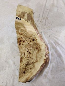 Pappel Maser Mapa 45 x 14 - 5 x 6 cm Epoxid Holz F 76